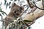 Smoky - one of our wild female koalas